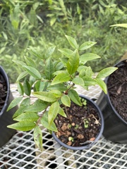 Myrcia citrifolia