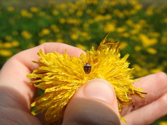 Stagonomus bipunctatus bipunctatus