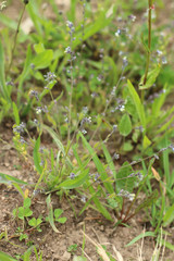 Myosotis discolor discolor