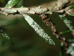 Fellhanera bouteillei