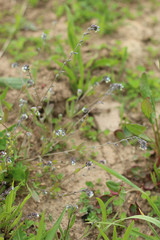 Myosotis discolor discolor