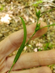 Carex hirtifolia