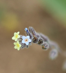 Myosotis discolor discolor