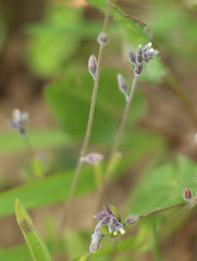 Myosotis discolor discolor