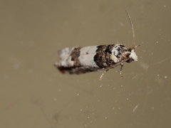 Epinotia thapsiana