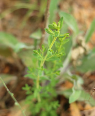 Hypericum perforatum perforatum
