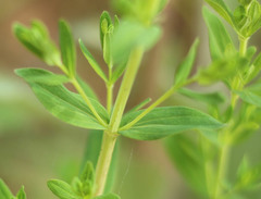 Hypericum perforatum perforatum