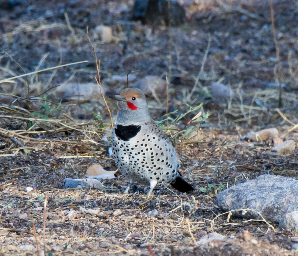 Northern Flicker from Fort McDowell, AZ 85264, USA on January 11, 2018 ...