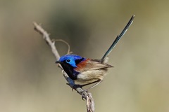 Malurus assimilis assimilis