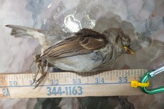 Passer domesticus domesticus