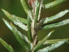 Fellhanera bouteillei