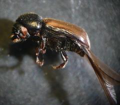 Trypodendron domesticum