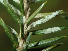 Fellhanera bouteillei