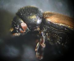 Trypodendron domesticum