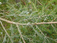 Fellhanera bouteillei