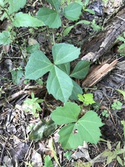 Cissus trifoliata