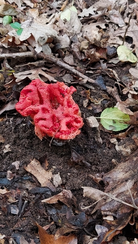 Roter Gitterling