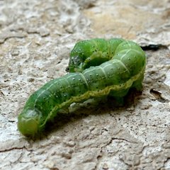 Cosmia trapezina