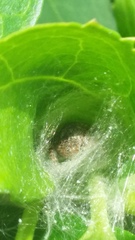 Philaeus chrysops