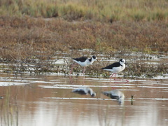 Himantopus mexicanus