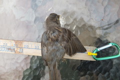 Passer domesticus domesticus