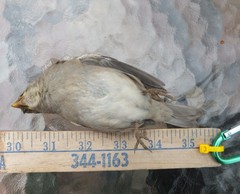 Passer domesticus domesticus