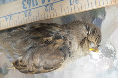 Passer domesticus domesticus