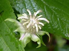 Monarda clinopodia