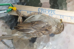 Passer domesticus domesticus