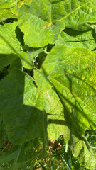 Puccinia malvacearum