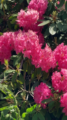 Rhododendron