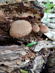 Psathyrella