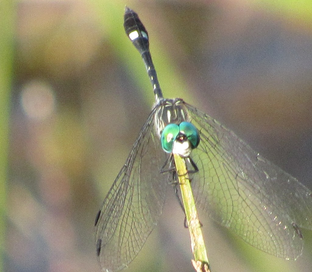 Micrathyria ocellata
