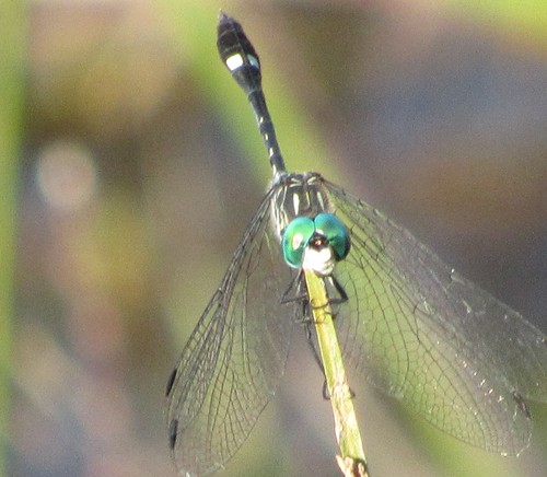 Cenicilla ocelada