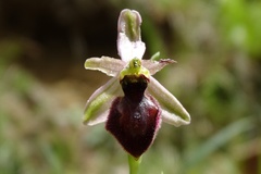 Ophrys exaltata arachnitiformis