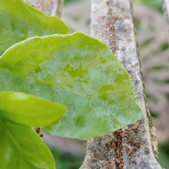 Erysiphe euonymicola