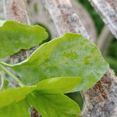 Erysiphe euonymicola