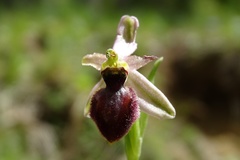 Ophrys exaltata arachnitiformis