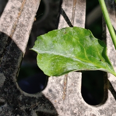 Erysiphe euonymicola