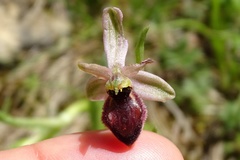 Ophrys exaltata arachnitiformis