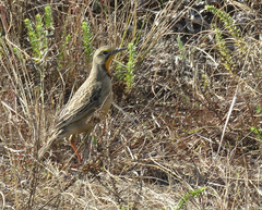 Macronyx capensis colletti