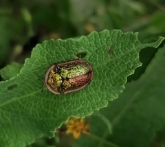 Cassida canaliculata