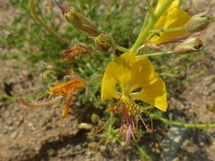 Cleome foliosa lutea