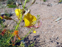 Cleome foliosa lutea