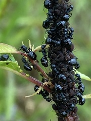 Dolichoderus taschenbergi