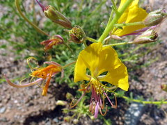 Cleome foliosa lutea
