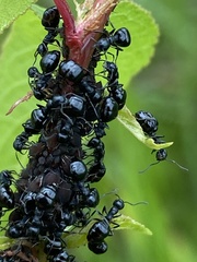 Dolichoderus taschenbergi