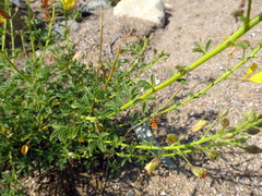 Cleome foliosa lutea