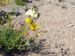 Cleome foliosa lutea