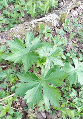 Aconitum septentrionale